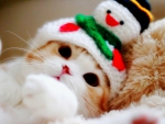 Christmas cat