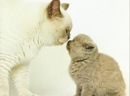 Cat and baby - cute, paws, feline, cat