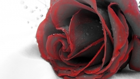 Black Rose - flower, amazing, rose, black