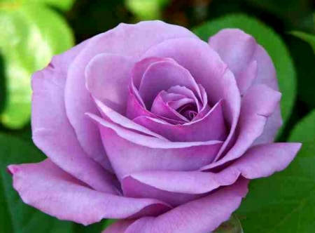 Lavender Rose - flowers, nature, lavender, garden, rose, lavender flower, lavender rose