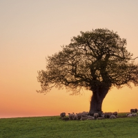 Under the tree