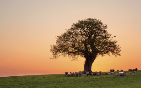 Under the tree - gainy, field, sheep, tree