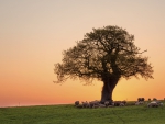 Under the tree