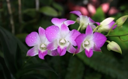 Lovely Flowers - flowers, beautiful, purple, nature