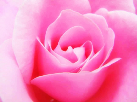 Soft Pink Rose Background - flowers, nature, soft pink, rose, pink, pink rose, pink flower, soft pink rose