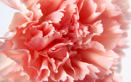 pink carnation - carnation, flower, petal, pink