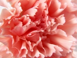 pink carnation