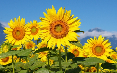 sunflowers - sunflower, leaf, mountain, sky