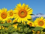 sunflowers