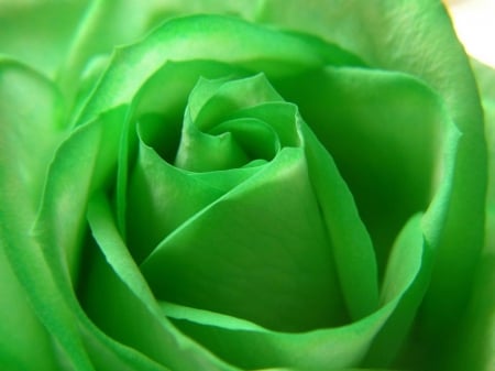 Green Rose - flower, rose, colorful, green