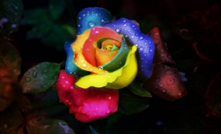 Rainbow Rose - Rainbow, Beautiful, Nature, Flowers