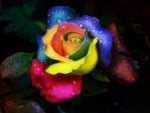 Rainbow Rose