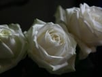 Beautiful White Roses