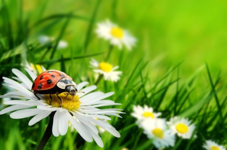 Spring freshness - freshness, meadow, lovely, spring, nature, ladybird, pretty, beautiful, flowers, daisies, grass, harmony