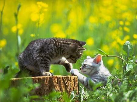 ....playing in the garden - animals, kittens, cats, playing, garden