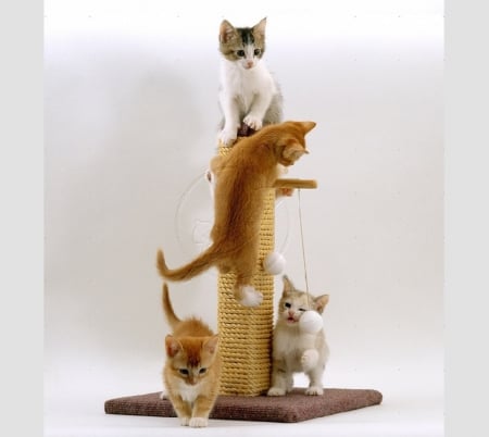 on the scratch tree - scratch tree, kittens, cats, animals, playing