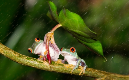 Frogs - red, animal, rain, cute, water drops, frog, leaf, orange, couple, green