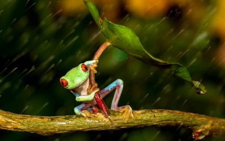 Frog - red, animal, rain, water drops, frog, leaf, orange, green