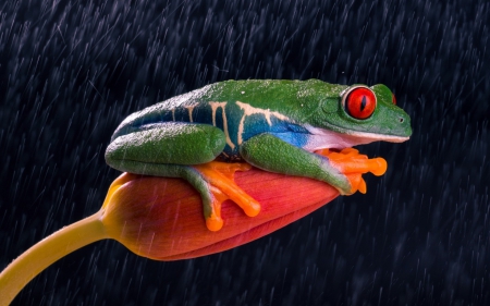 Frog - red, animal, rain, water drops, frog, tulip, orange, eye, green