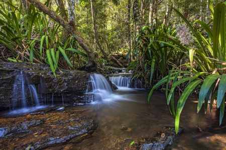 Twin Falls, Queensland, Australia, Springbrook National Park - forest, trees, water, river