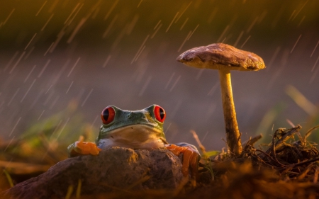 Frog - eyes, orange, water droips, animal, red, green, mushroom, rain, frog