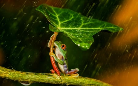 Frog - animal, water drops, red, rain, orange, leaf, frog