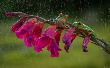 Frogs - red, flower, animal, rain, pink, water drops, frog, green