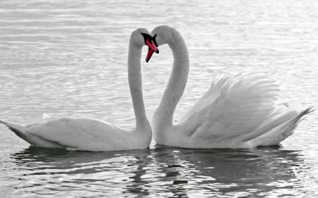 Swans - white, red, swan, bird, water, valentine, black, heart