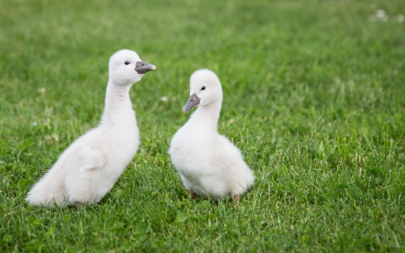 Swan babies - white, swan, bird, cute, baby, sweet, green, grass