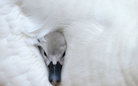 Maternal warmth - swan, funny, black, bird, white, baby, sweet, cute, head