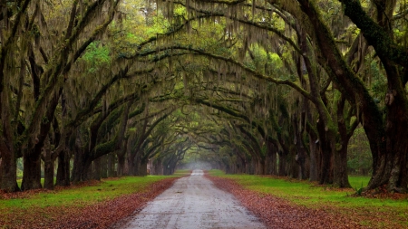 Mysterious Way - road, trees, leaf, way