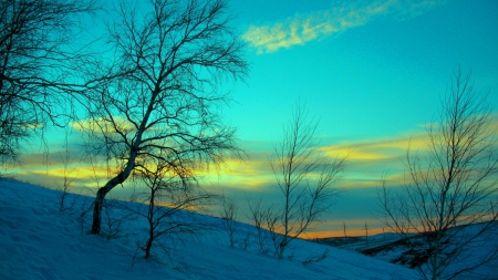 Winter Night - winter, trees, snow, clouds