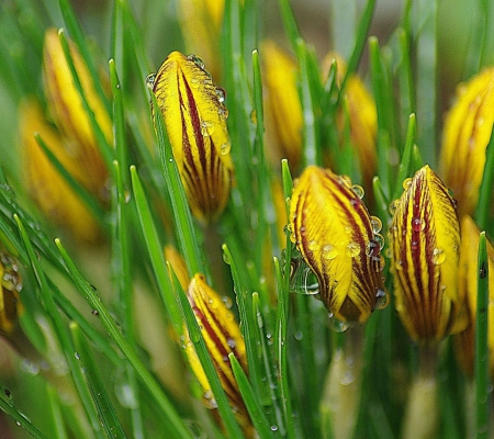 Yellow flowers - water, drop, flowers, yellow, green leaves