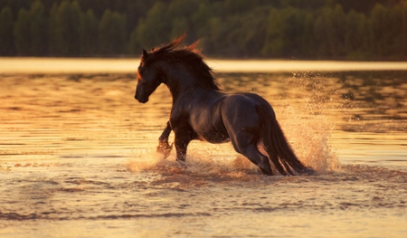 Beautiful - nature, horse, beautiful, water, sunset