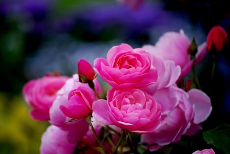 SPRING PINKIES - garden, roses, pink, spring