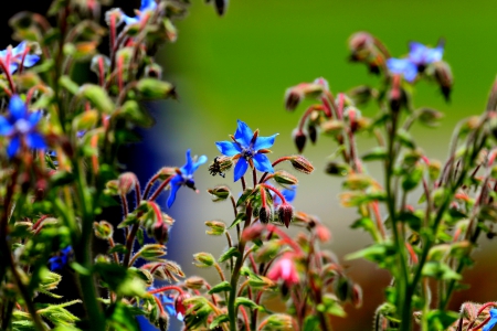 SPRING DANCE - flowers, blooms, spring, nature