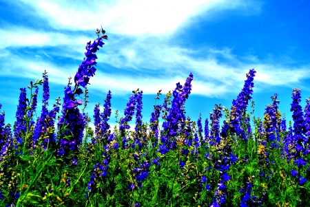 SPRING BREEZE - field, spring, lavender, nature