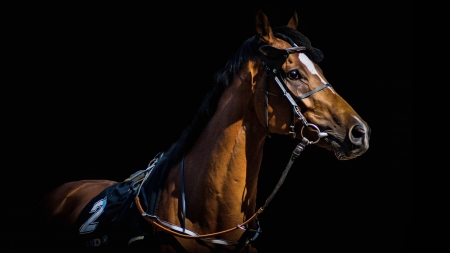 Bridled Horse F1 - equine, animal, beautiful, photography, photo, horse, wide screen