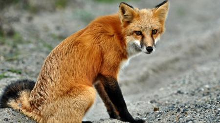 Red Fox F - animal, fox, photography, canine, photo, wildlife, wide screen