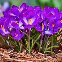 Easter Crocus