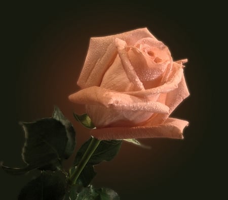 Rose - lovely, flower, pink, rose