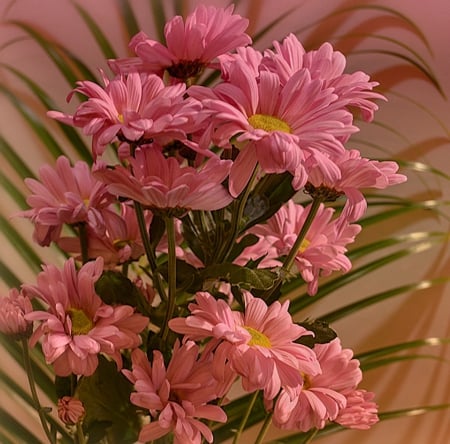 Pink Gerbera - flowers, still life, pink, gerbera