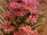 Pink Gerbera