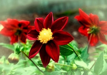 Red Flowers - flowers, garden, red, yellow