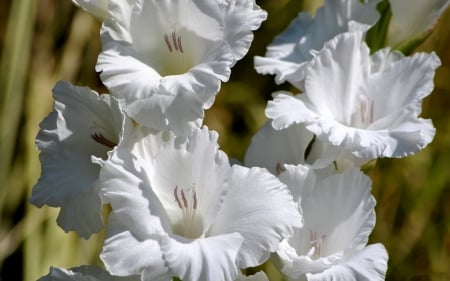 *** - flowers, white, flower, nature