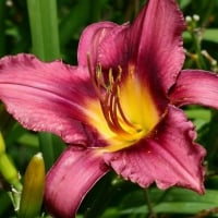 spring lilly