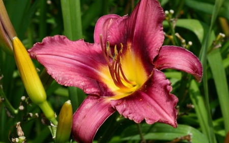 spring lilly - spring, lilly, grass, flower