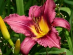 spring lilly