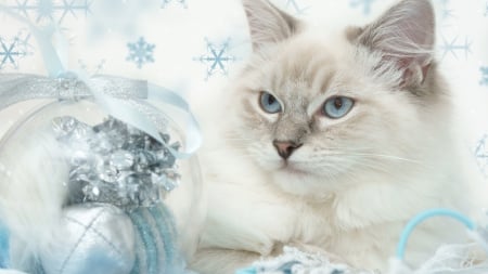 Cat - christmas, feline, cute, paws, cat