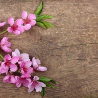 Pink Flowers